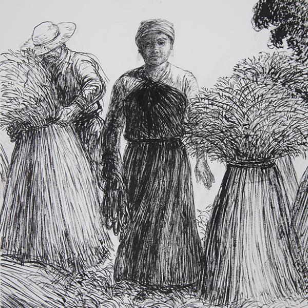 Espigadora de mapuche 